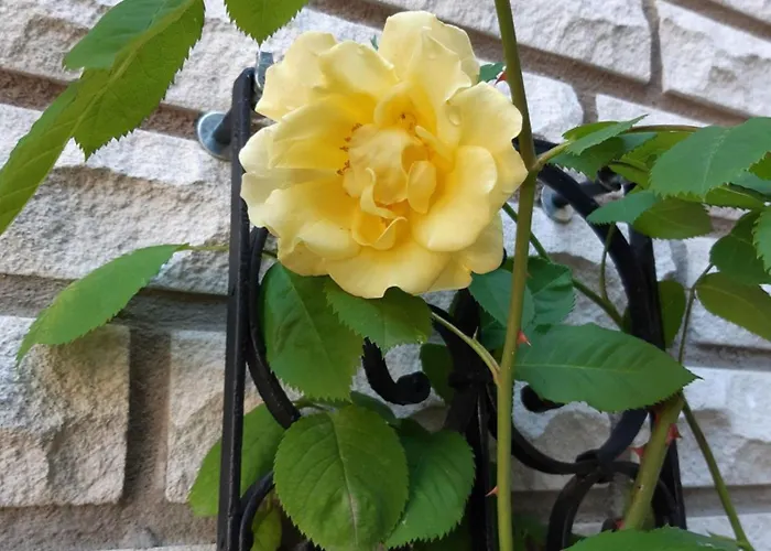 Weserliebe Vakantiehuis